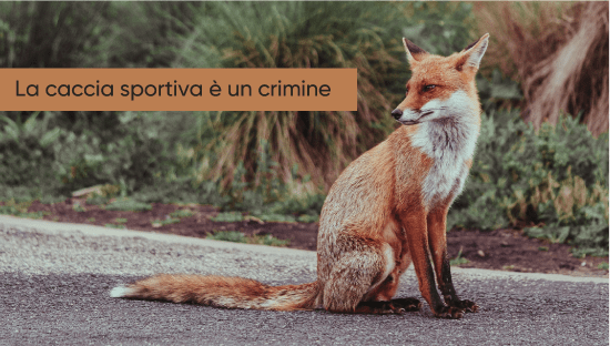 eye path control for presentations